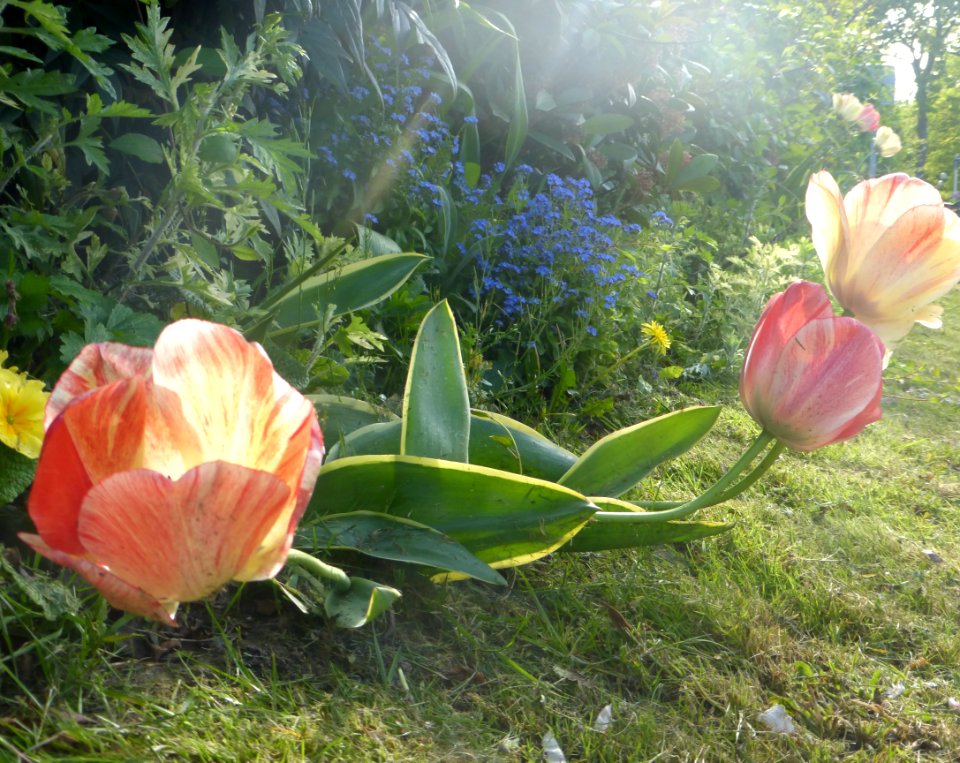 Nature, La rochette, France