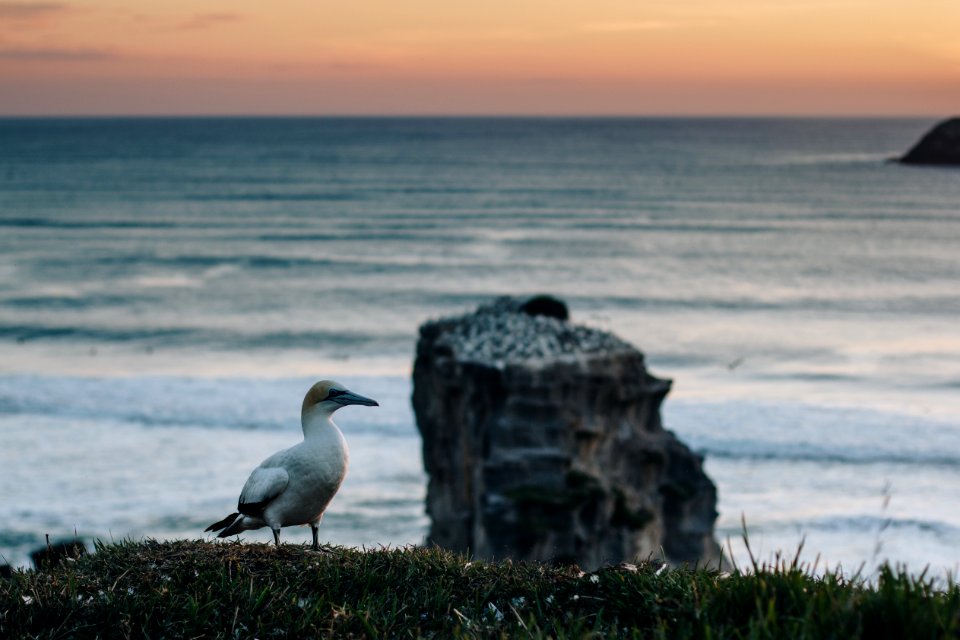 Muriwai gannet colony, Muriwai, New zeal
