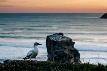 Muriwai gannet colony, Muriwai, New zeal