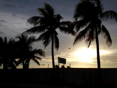 Campeche, Mxico, Palms photo