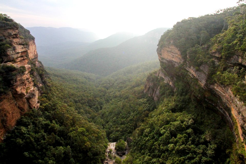 Blue mountains, Australia, Trees
