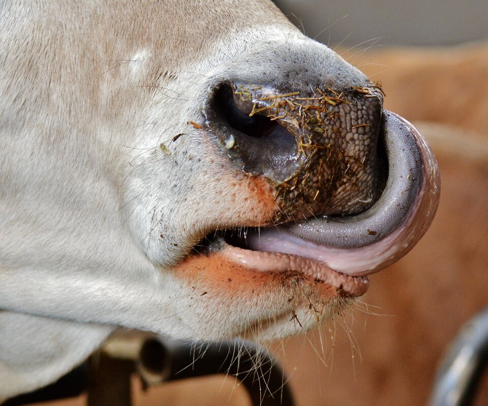 Animal beef foot