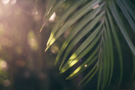 shallow focus photography of palm tree leaf photo