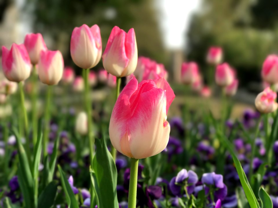 Tehran, Iran, Flower
