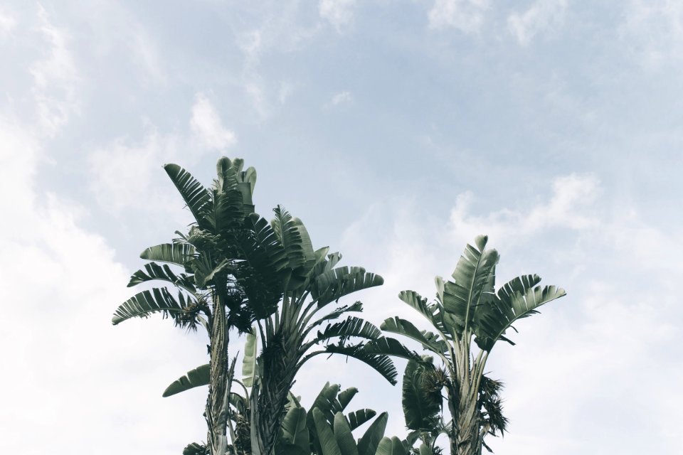 Blue, Sky, Vegetation