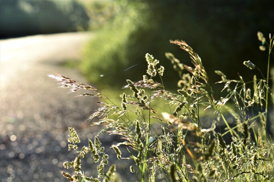 Wayside nature forest