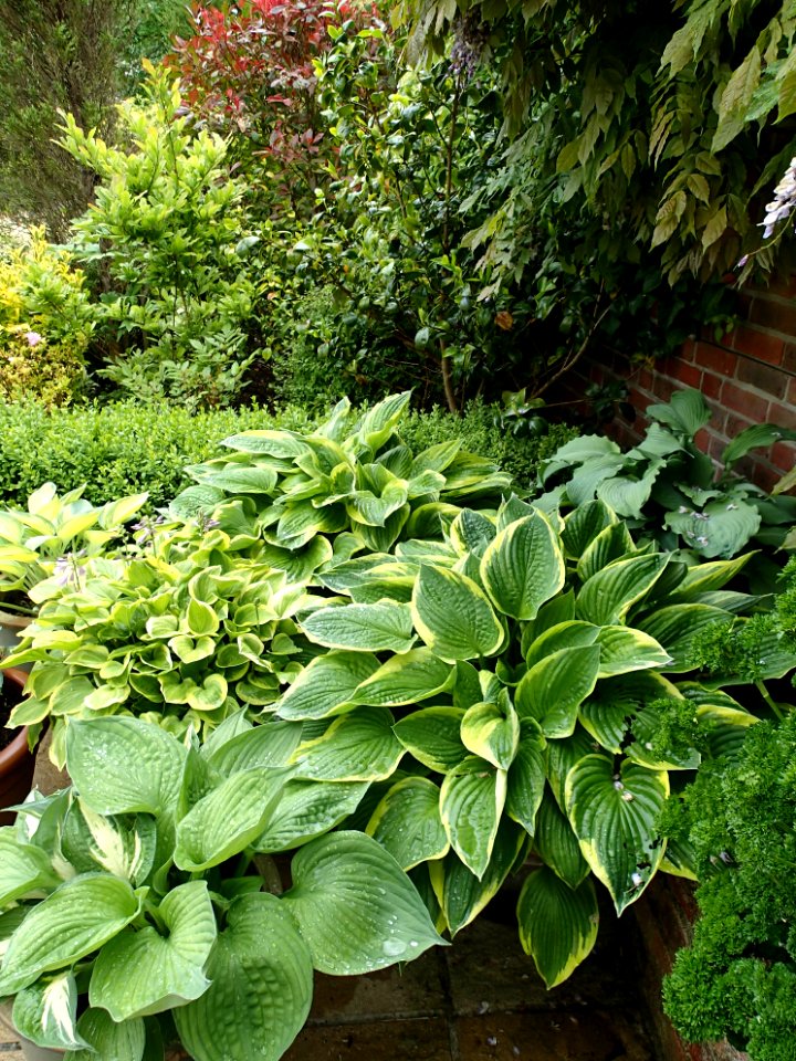 Buxus, Shade garden, Verdant