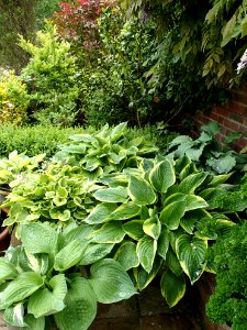 Buxus, Shade garden, Verdant