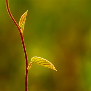 Alike, India, New life