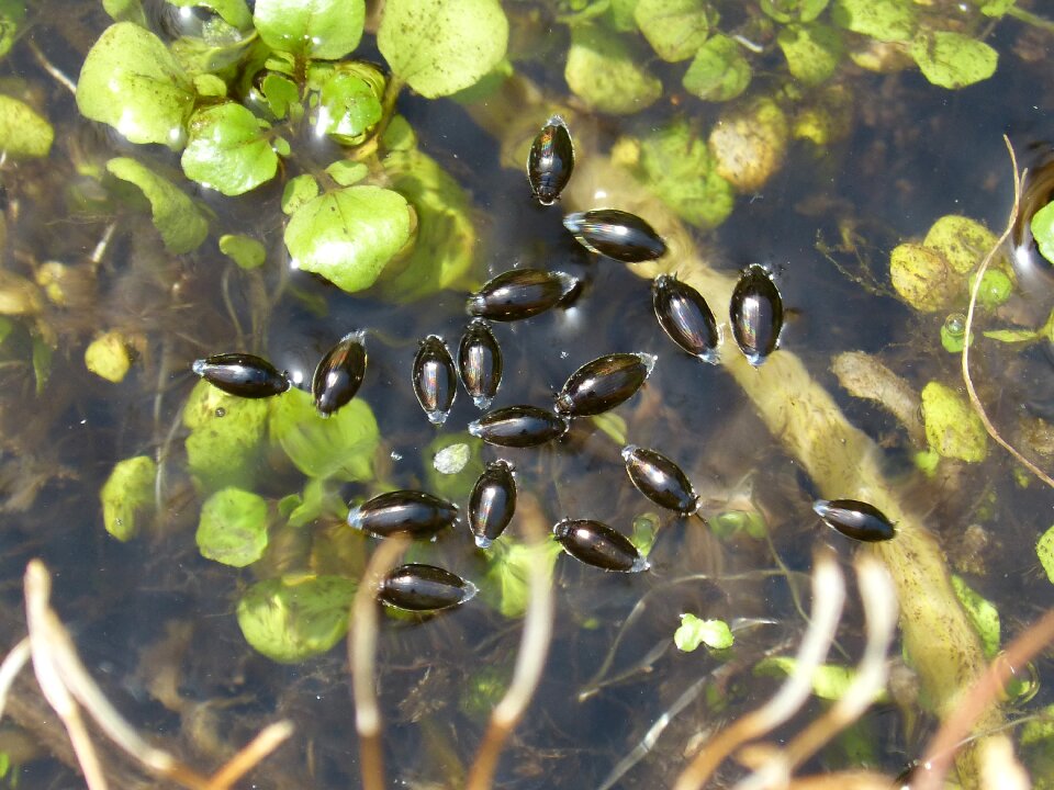Gyrinidae river pond