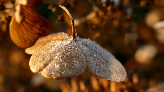 Crystals hydrangea flower cold