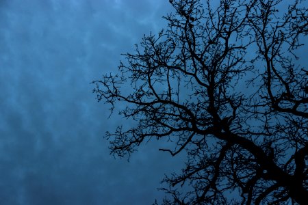 Tree, Silhouette, Cloud photo