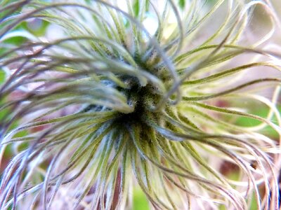Like feathers infructescence eddy