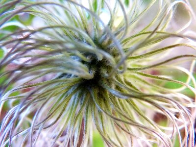 Like feathers infructescence eddy photo