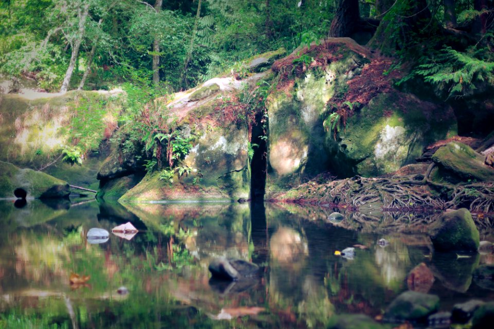 Whatcom county, United states, Forest