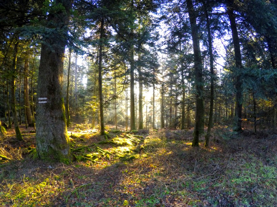 Vosges, France, Nature