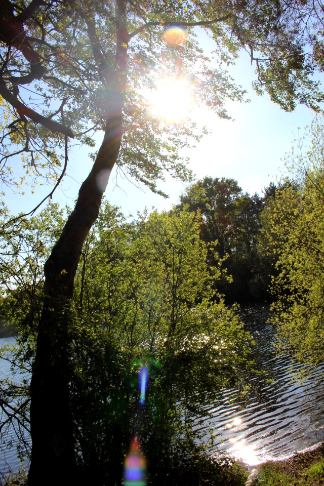 Forest, Lake, Summer