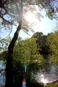 Forest, Lake, Summer