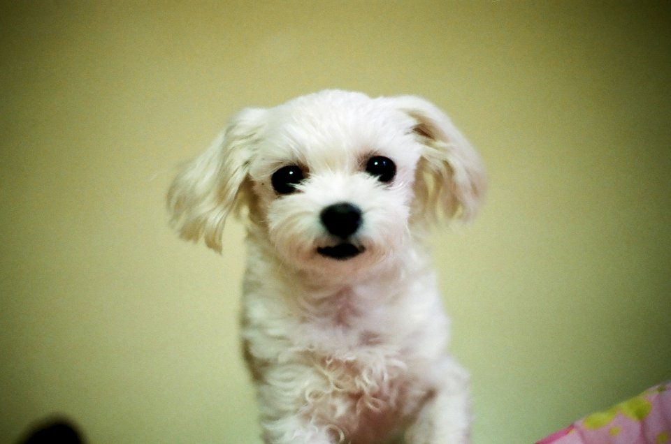 Puppy, Maltiz, Animal