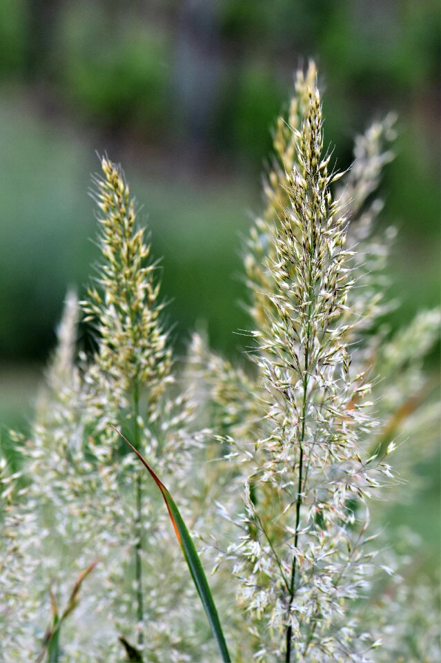 Grass nature green
