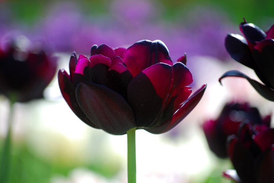 Blossom bloom purple flower photo