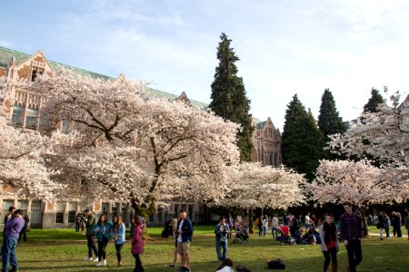 University of washington, Seattle, United states photo
