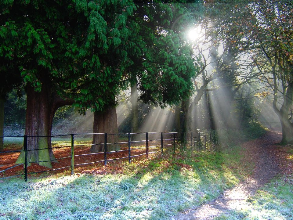 green leafed tree near fence during day time photo