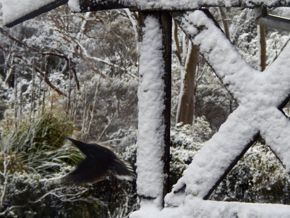 Mount field national park, National park, Australia