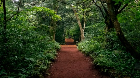 Jejudo, South korea, Forest