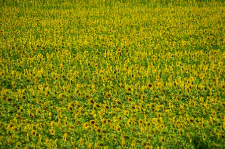 Sunflower, Flower, Field photo