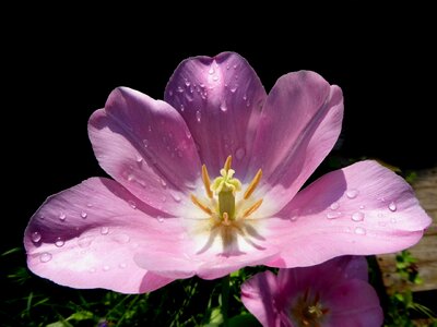 Aufgeblüt tulip pink spring photo