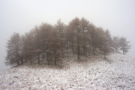 forest covered by fog photo