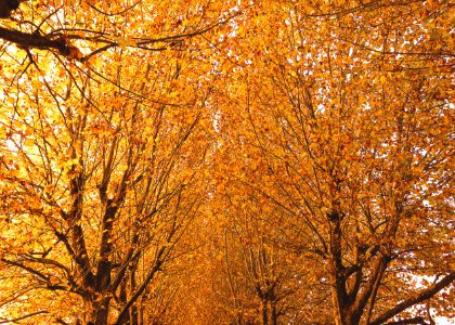 Payerne, Switzerland, Trees