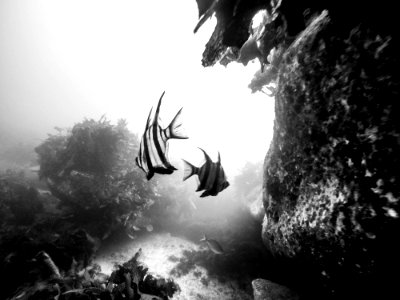 two fish underwater