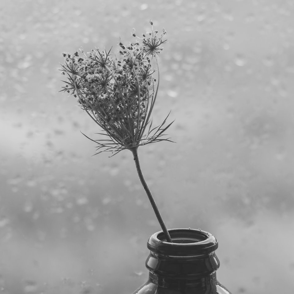 Rainy, Rain, Raindrops