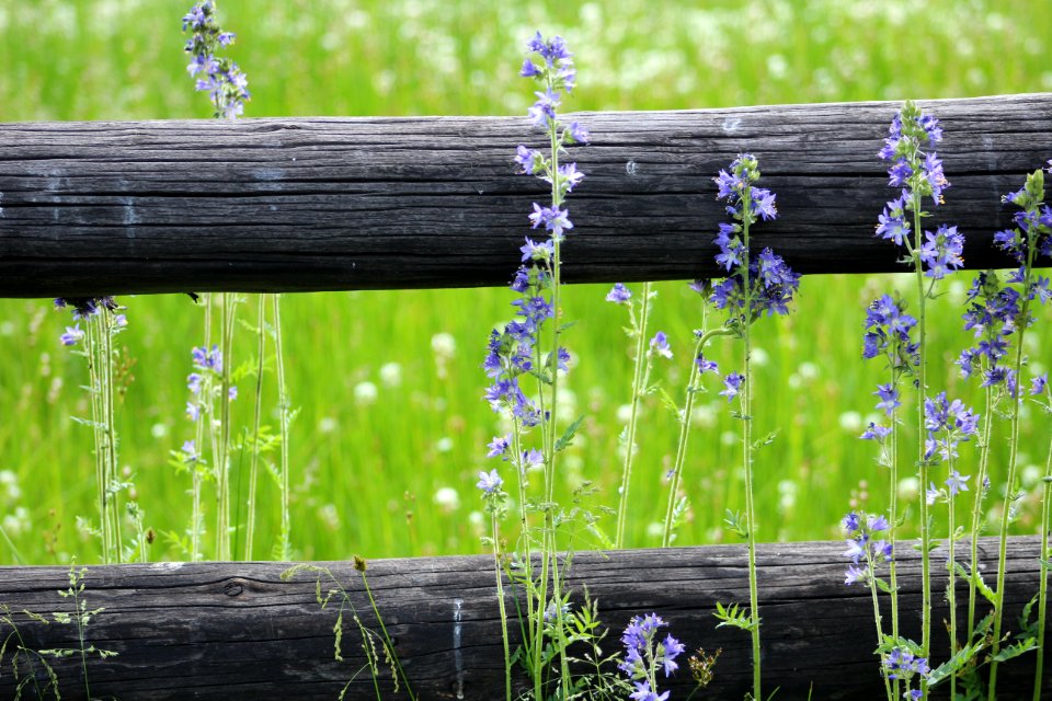 Oakley, United states, Fence