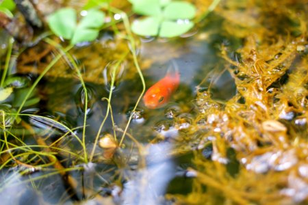 Pond, Fish, Koi