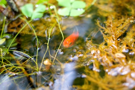 Pond, Fish, Koi photo