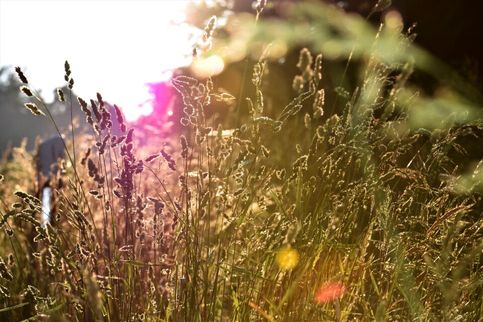 Grass blade of grass landscape