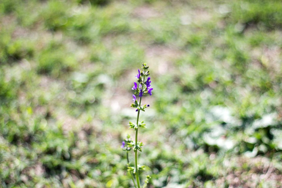 Details, Nature, Purple