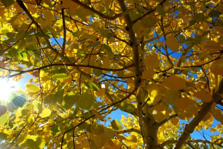 Colorado, United states, Leaves photo