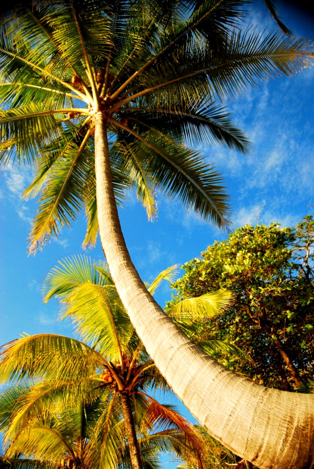 Ambergris caye, Palm, Palm tree