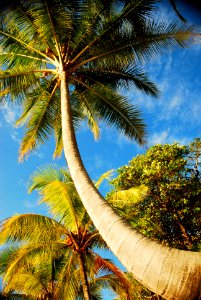 Ambergris caye, Palm, Palm tree