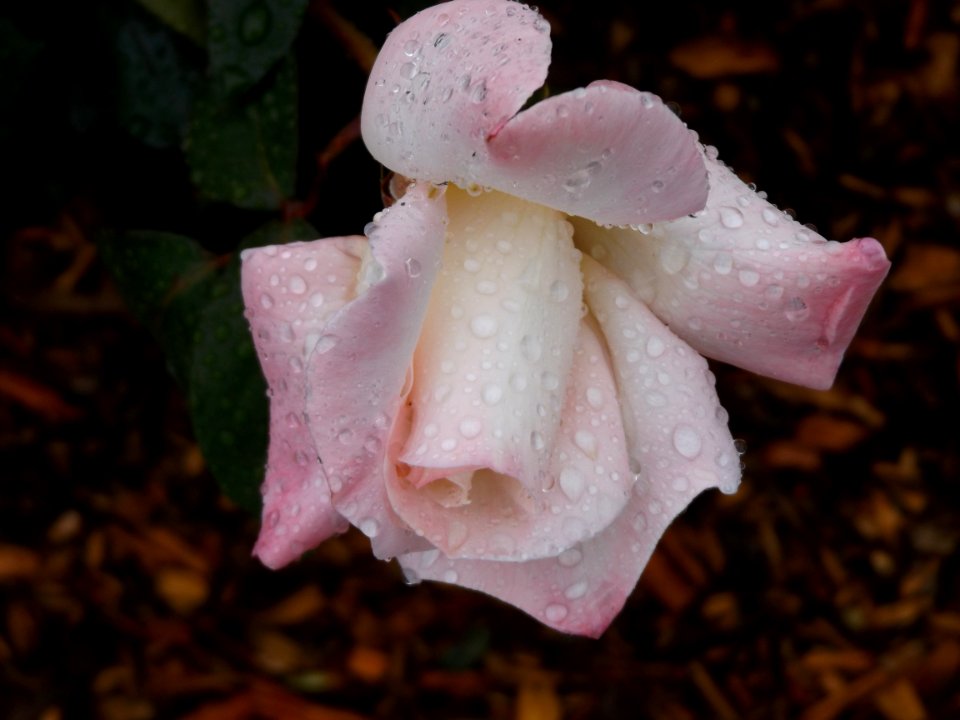 Napa county, United states, Rosebud