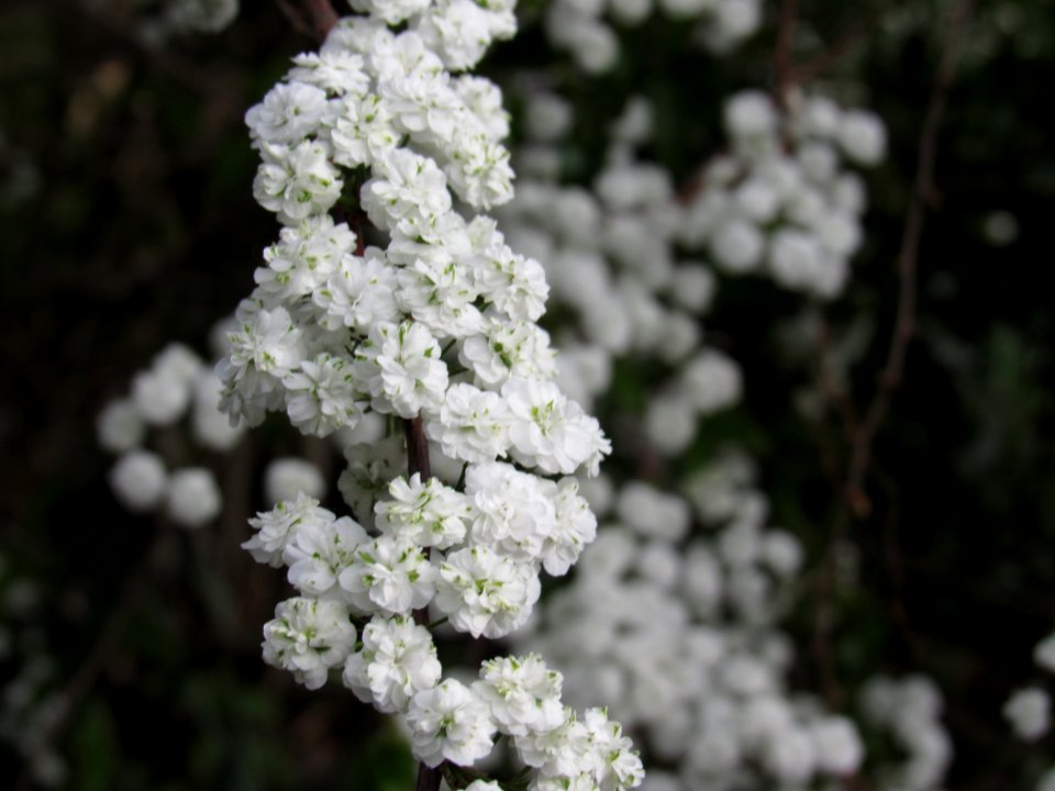 Salt point, United states, Nature