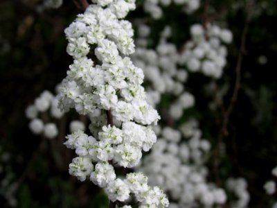 Salt point, United states, Nature photo