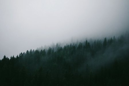 foggy ine trees photo