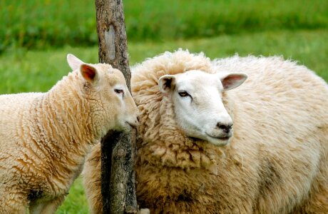 Affection cute pasture