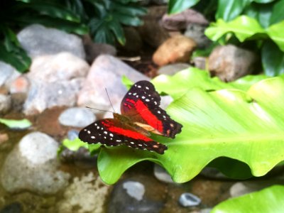 Pacific science center, Antenna, Butterfly