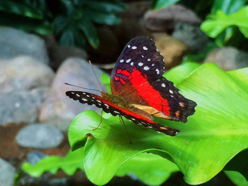 Pacific science center, Rock, Leaf
